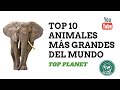 Top 10 animales mas grandes del mundo