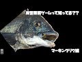 岸壁黒鯛ゲーム知ってる？マーキングリグ編