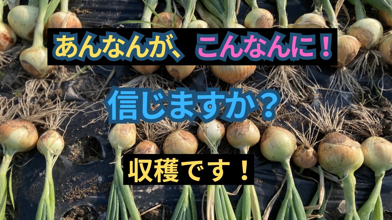 ricp*玉葱苗→プロフ見てください✤✼ Onions: From those sorry-looking seedlings to this. - YouTube