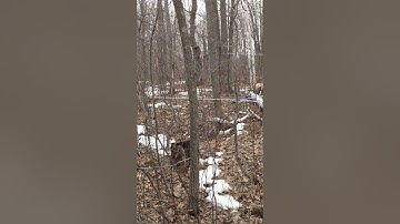 Maple sap flowing from a 5/16 gravity line
