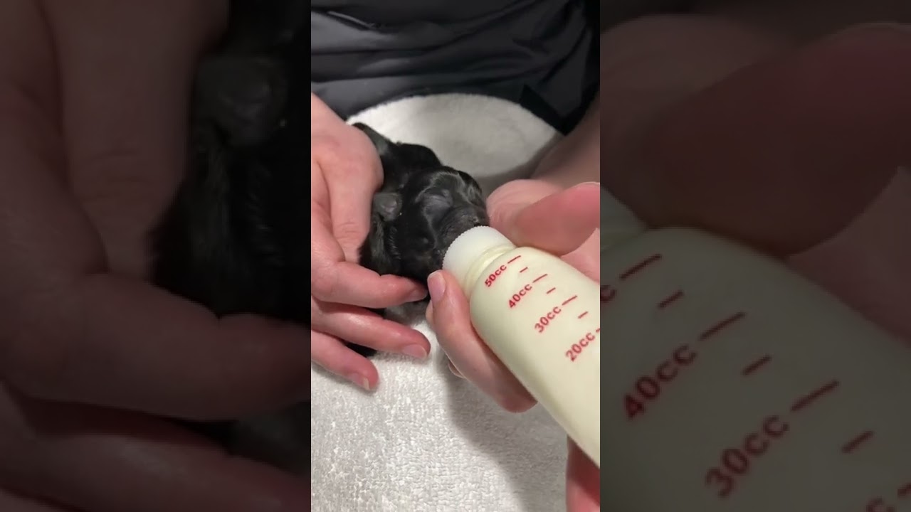 Bottle feeding a 3 day old puppy