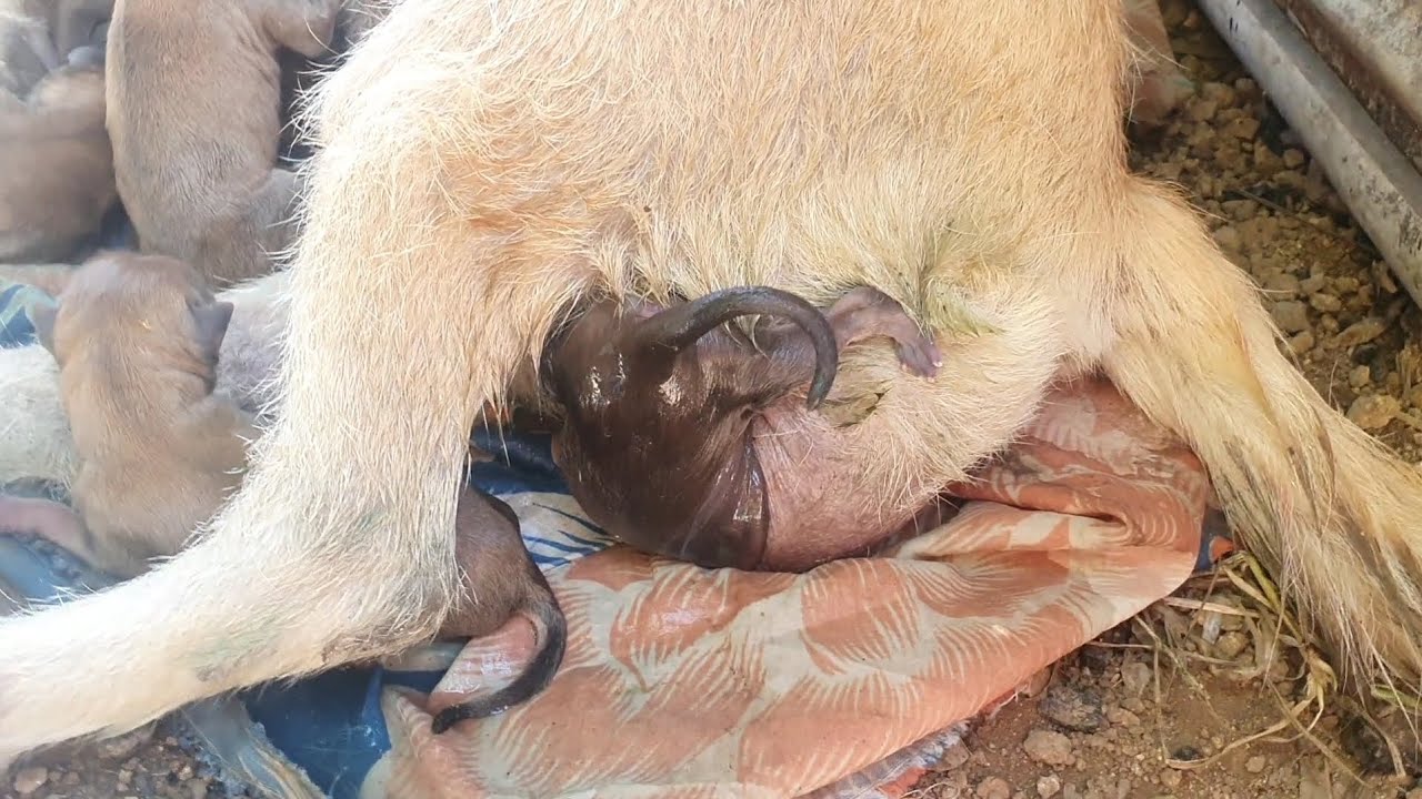 Helping my pregnant dog give birth to 8 Puppies [ GiGi ] - YouTube