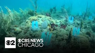 Scientist using biodegradable straws to restore coral reefs