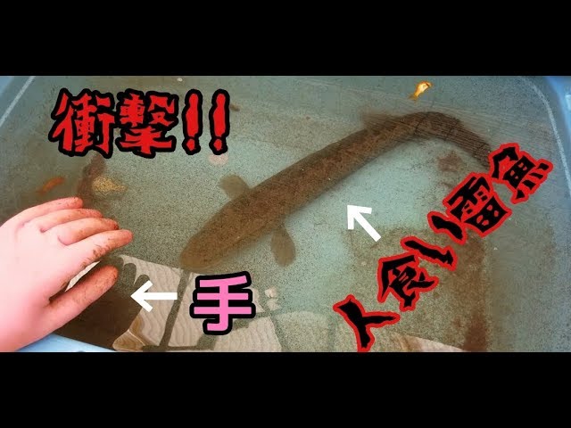危険!!】人の手を食べようとするバケモノ雷魚!! - YouTube