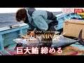 まぐろに背負い投げ 大間マグロ漁師 船上で大物まぐろを締める 捌く 内臓処理 生映像 JAPAN OMA MAGURO FISHING MOVIE