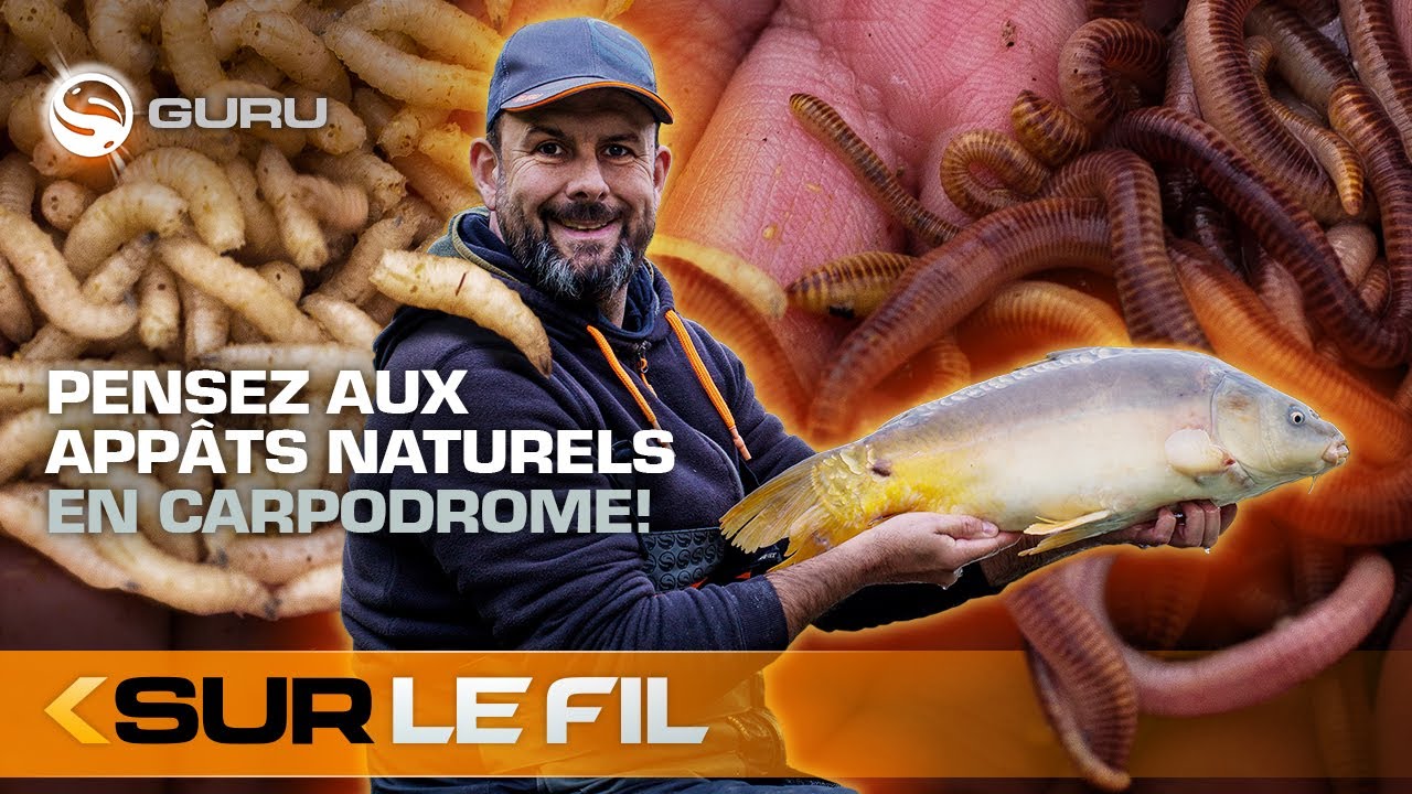 Pêche en Carpodrome - Pensez aux Appâts Naturels - Sur le Fil