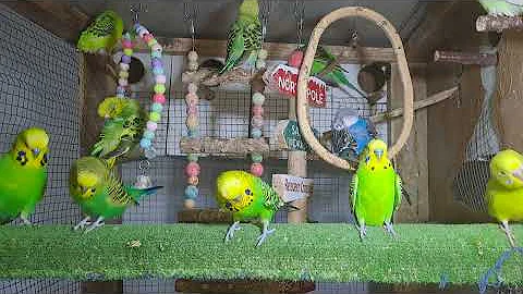 New Moments with Parrots