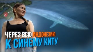 видео: 2000км за синим китом: 5 островов, 4 парома, байки, джунгли и вулканы|Индонезия без фильтров. Часть1 картинка: 2000км за синим китом: 5 островов, 4 парома, байки, джунгли и вулканы|Индонезия без фильтров. Часть1