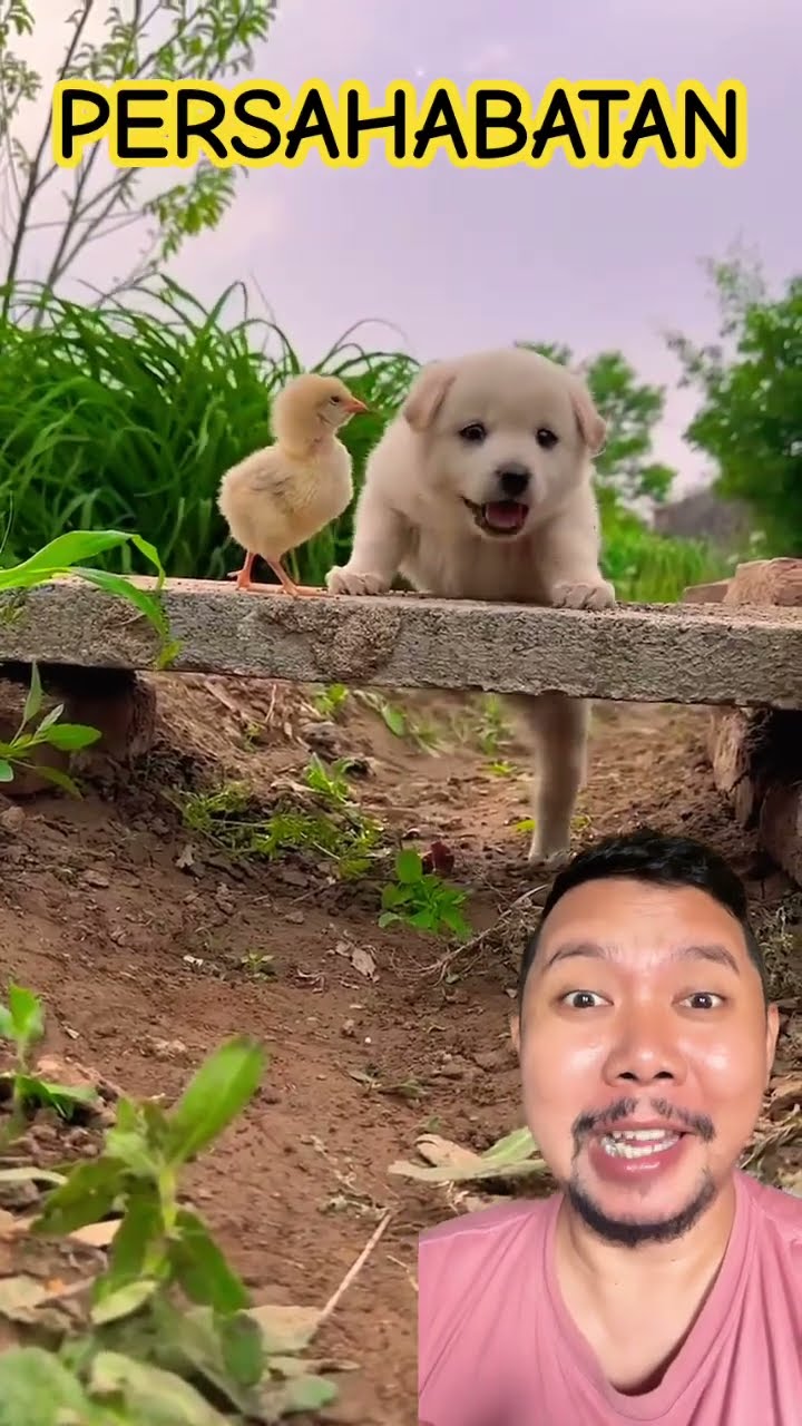 PERSAHABATAN ANAK AYAM DAN DOGGGIE:) #puppy #dog #cute #doglover #shortsfeed #funny