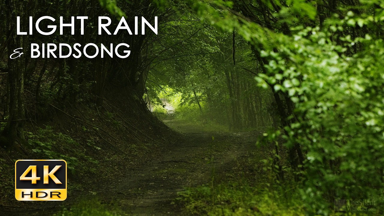 Light Rain & Forest Birdsong - Gentle Spring Drizzle & Bird Sounds - Misty Woods Relaxation - 4K HDR