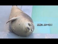 男鹿水族館GAO の動画、YouTube動画。