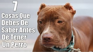 Que Se Necesita Saber Antes De Tener Un Perro by Magmar Oficial 35,931 views 5 years ago 15 minutes