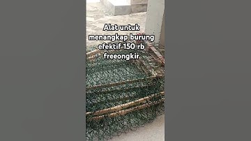 alat untuk menangkap semua jenis burung di malam hari #perkutut #kicaumania #perkututtuban