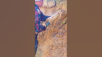 Unclogging a Culvert Pipe #shorts #unclog #satisfying