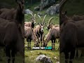 Marlhor - #Markhor #MountainGoat #PakistanWildlife #NatureMajesty #WildAnimals