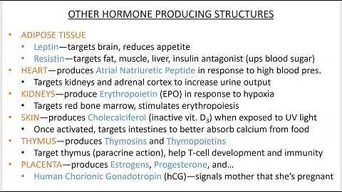 2402 Lecture Ch 16 Endocrine System PowerPoint Screencast 7