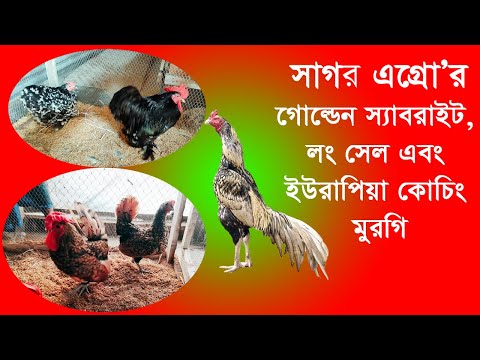 ভিডিও: গোল্ডেন সেল এক্সপো