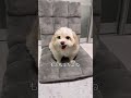 言葉が分かる犬を褒めてみたら笑いました。#shorts #犬 #潔癖症な犬 #言葉が分かる犬 #面白い犬 #人間みたいな犬 #マルプー