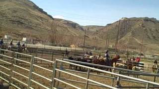 WAHSET Cow Sorting