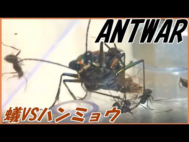 蟻戦争 46 クロヤマアリvs天敵ハンミョウ 夏によく見る風景 編 Ant Vs Tiger Beetle Youtube