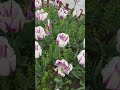Tulip Season 🌷 Spring in Japan #shortsfeed #shorts #japan #tulips