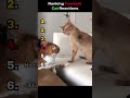 Funny cat