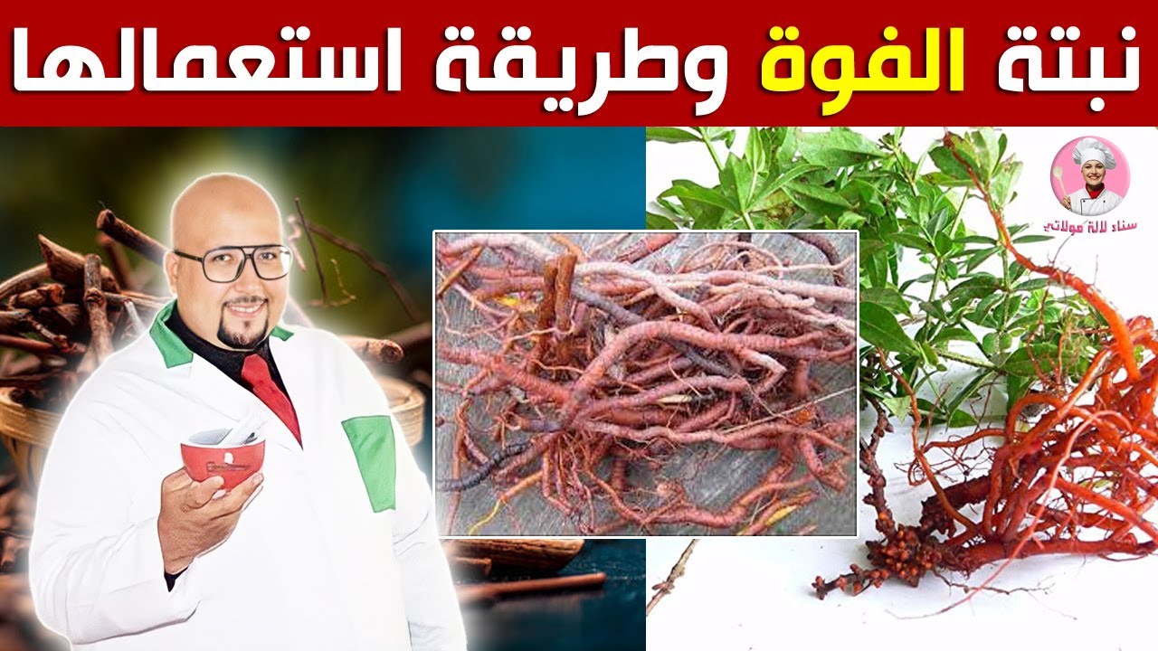 فوائد نبتة الفوة وطريقة استعمالها في علاج فقر الدم مع الدكتور عماد ميزاب -  YouTube
