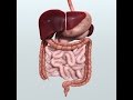 Anatomy and Physiology of Digestive System