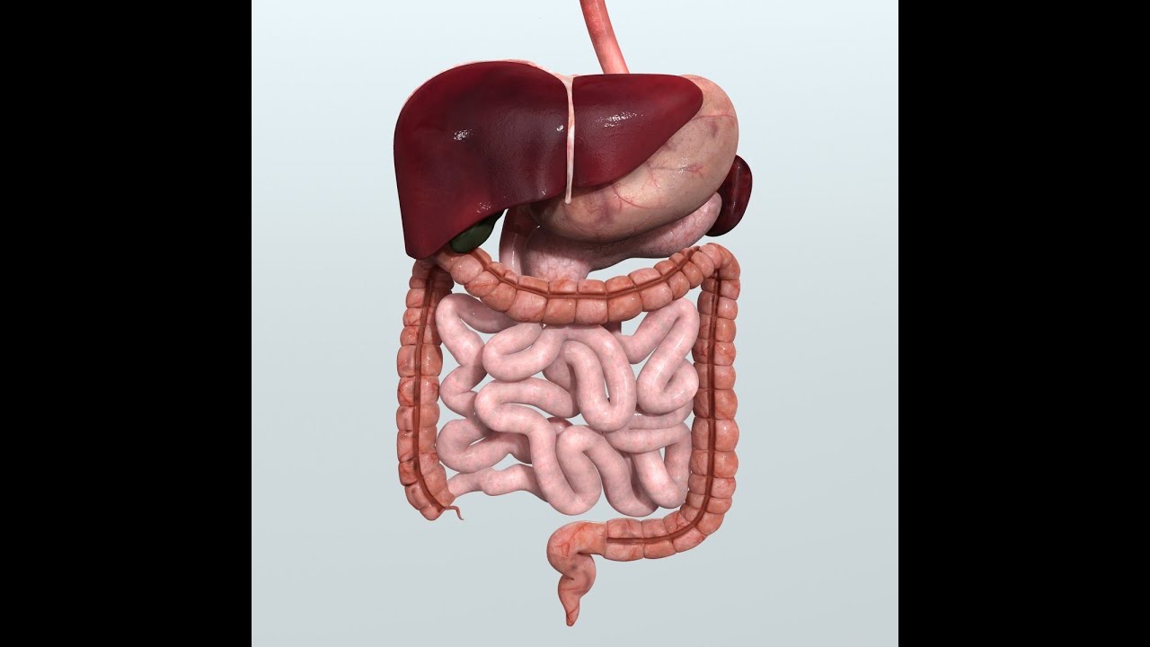 Anatomy and Physiology of Digestive System - YouTube