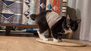 びっくりして後ずさりしてしまう猫