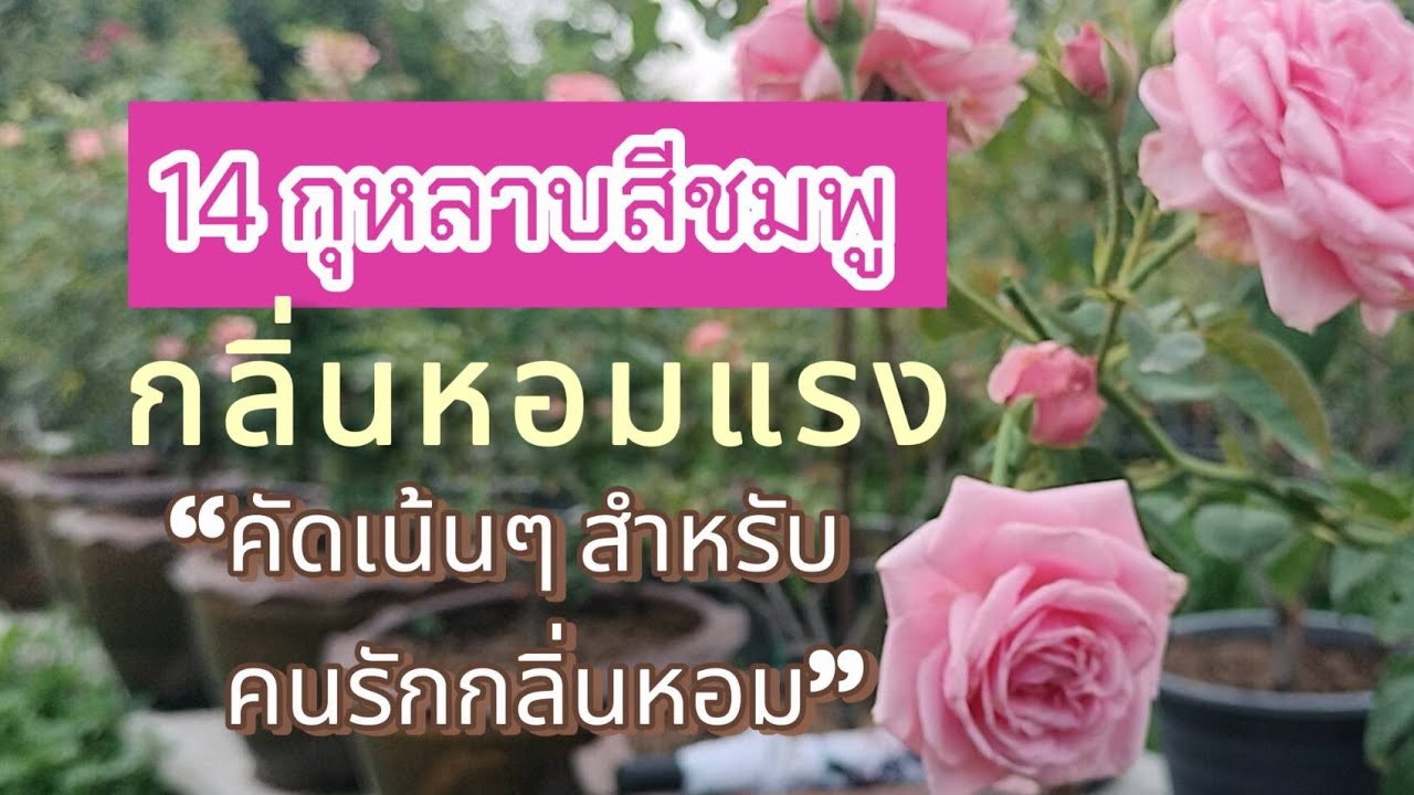 EP252 รวม14 พันธุ์กุหลาบสีชมพูหอมแรงทาสกุหลาบไม่ควรพลาด