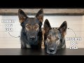 Dogs review different foods asmr