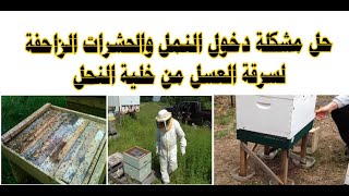 حل مشكلة دخول النمل والحشرات الزاحفة لسرقة العسل من خلية النحل