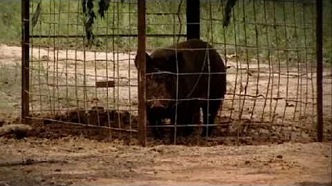 Wild Hog Day | The F Word