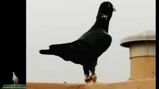 فحل حمام بلدي اسود من النوادر هي الايام من حلال الاخ ابو مشعل الكويت    Birds   pigeons