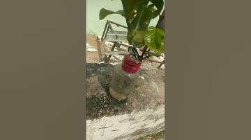 Farmers potometer/Botany practical/+2 second year /@PRACTICLEAZ #shorts #viral #botany