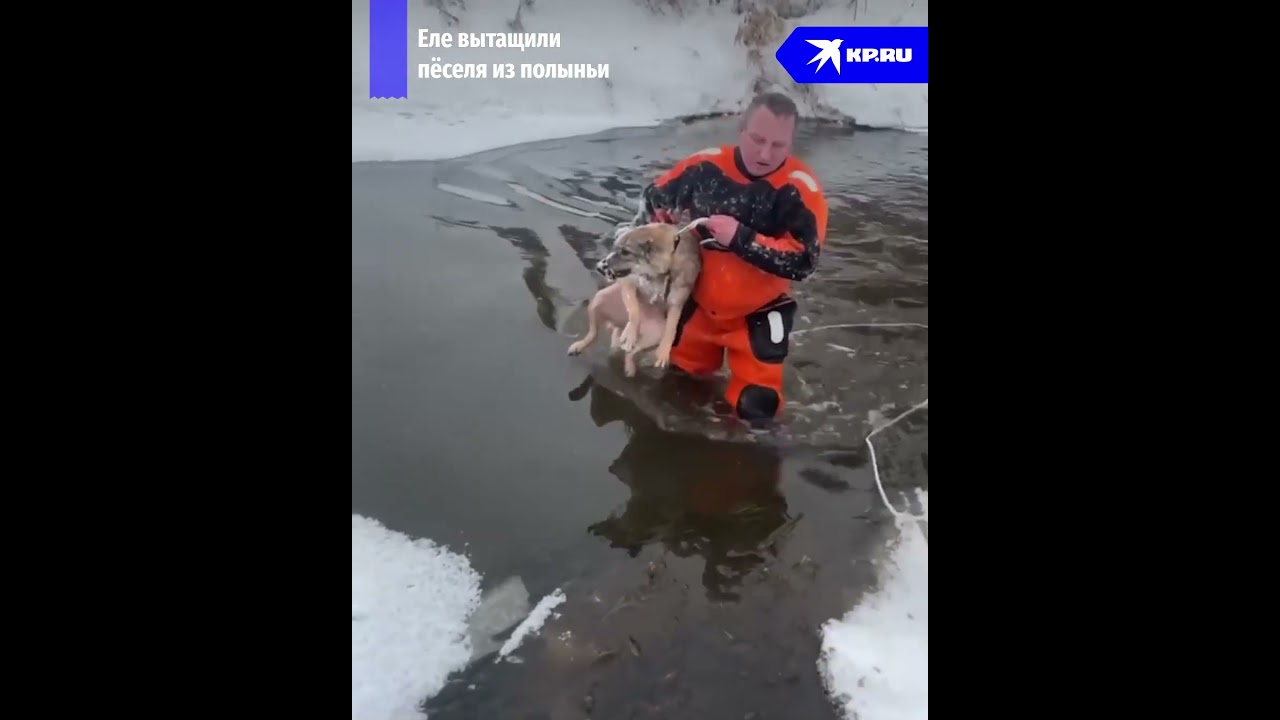 «Тонко, трещит»: спасатели еле вытащили провалившуюся под лёд собаку
