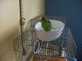 Swimming Budgie