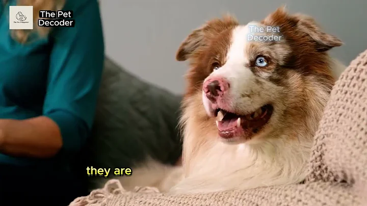 Dogs Stretch When They See You? (This Actually Means THIS) #dog #dogs  #dogtips #doglove