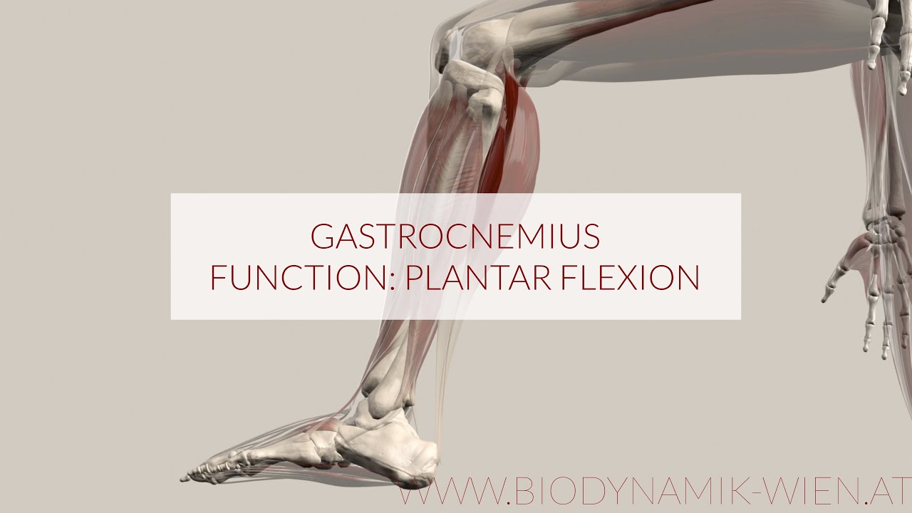 Gastrocnemius Muscle: Plantar Flexion (3D Animation) 