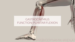 Gastrocnemius Muscle: Plantar Flexion (3D Animation)