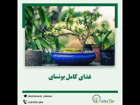 تصویری: بونسای مخروطی: چگونه مینی بونسای را از سرو الوودی و سرو ژاپنی ، سکویا ، صنوبر و دیگر مخروط ها پرورش دهیم؟ ویژگی های مراقبت از خانه؟ چگونه هرس را به درستی انجام دهیم؟