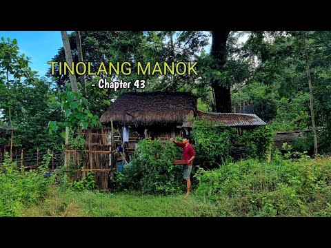 A bitter taste of native chicken TINOLANG MANOK | Life in the mountain [Chapter 43]