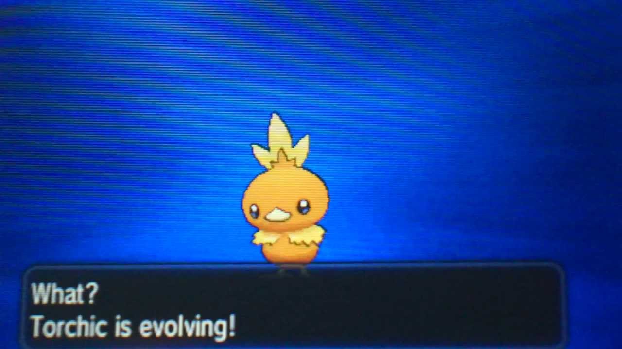 At what level does Torchic evolve?