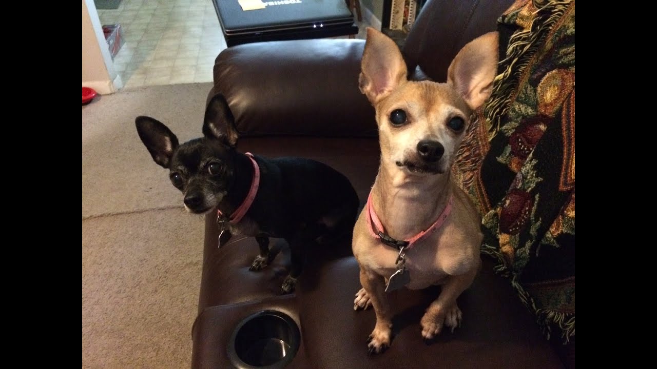 This Chihuahua Puppy Who Thinks Shes A Goat is Hilariously Adorable pics This Chihuahua Puppy Who Thinks Shes A Goat is Hilariously Adorable picture