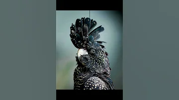 Чёрный какаду