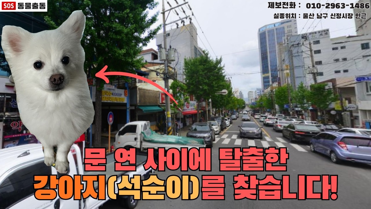 [강아지탐정] 울산에서 잃어버린 강아지 석순이를 찾습니다. (울산시 실종동물 방송)