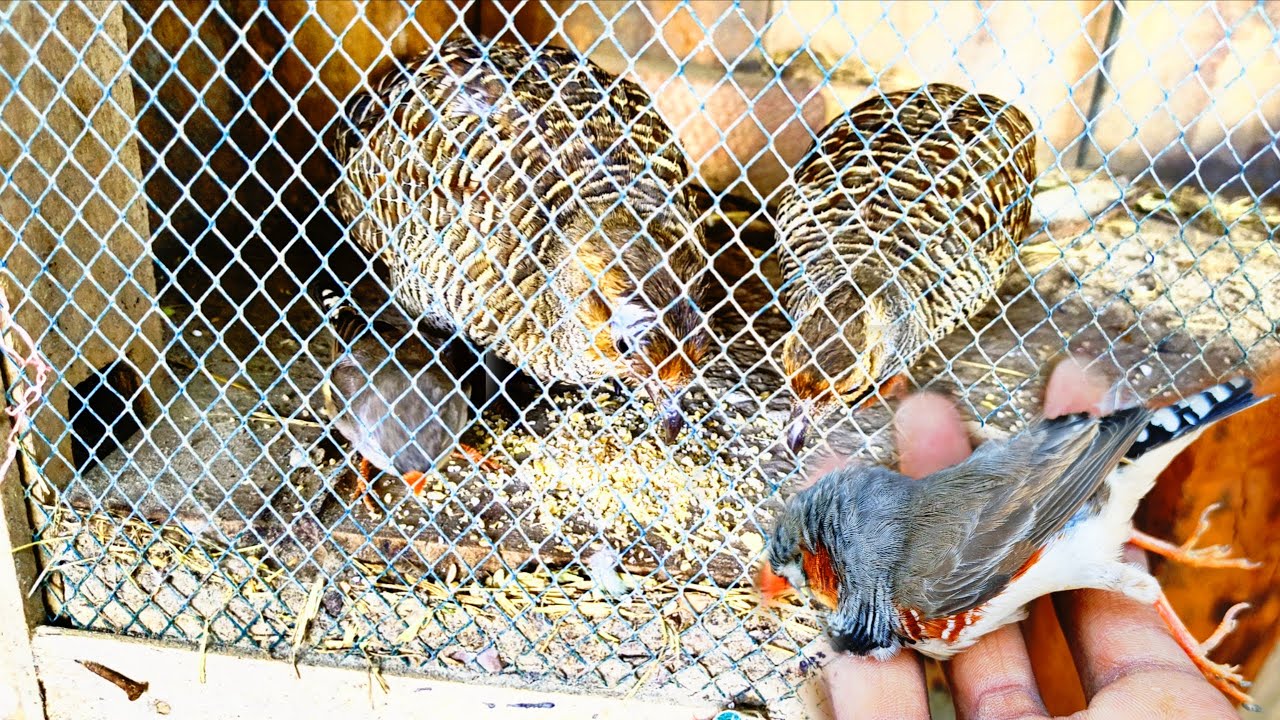 Oh no🥹Finch🥲🐦is No More😭|