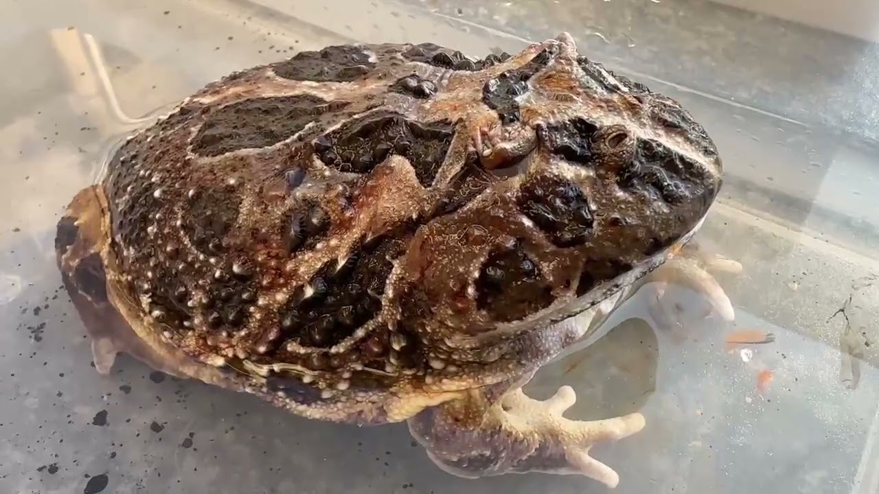 クランウェルツノガエル動画集(275)2026.5.13 - YouTube