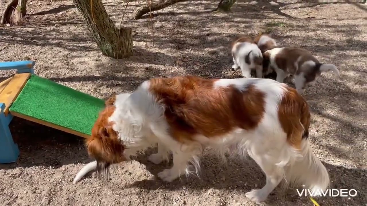 Bonnies 7 Wochen alte Kooikerhondjewelpen erkunden den Außenbereich #kooikerhondje, #puppy
